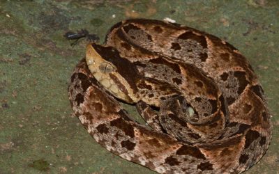 Instrucciones para manejar una picadura de serpiente.  Por una mama que vive en el monte!!!